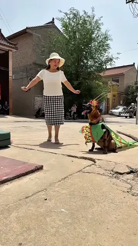 epic show down of dog #malinoisdog #highenergydog #dogstunts #animalantics 