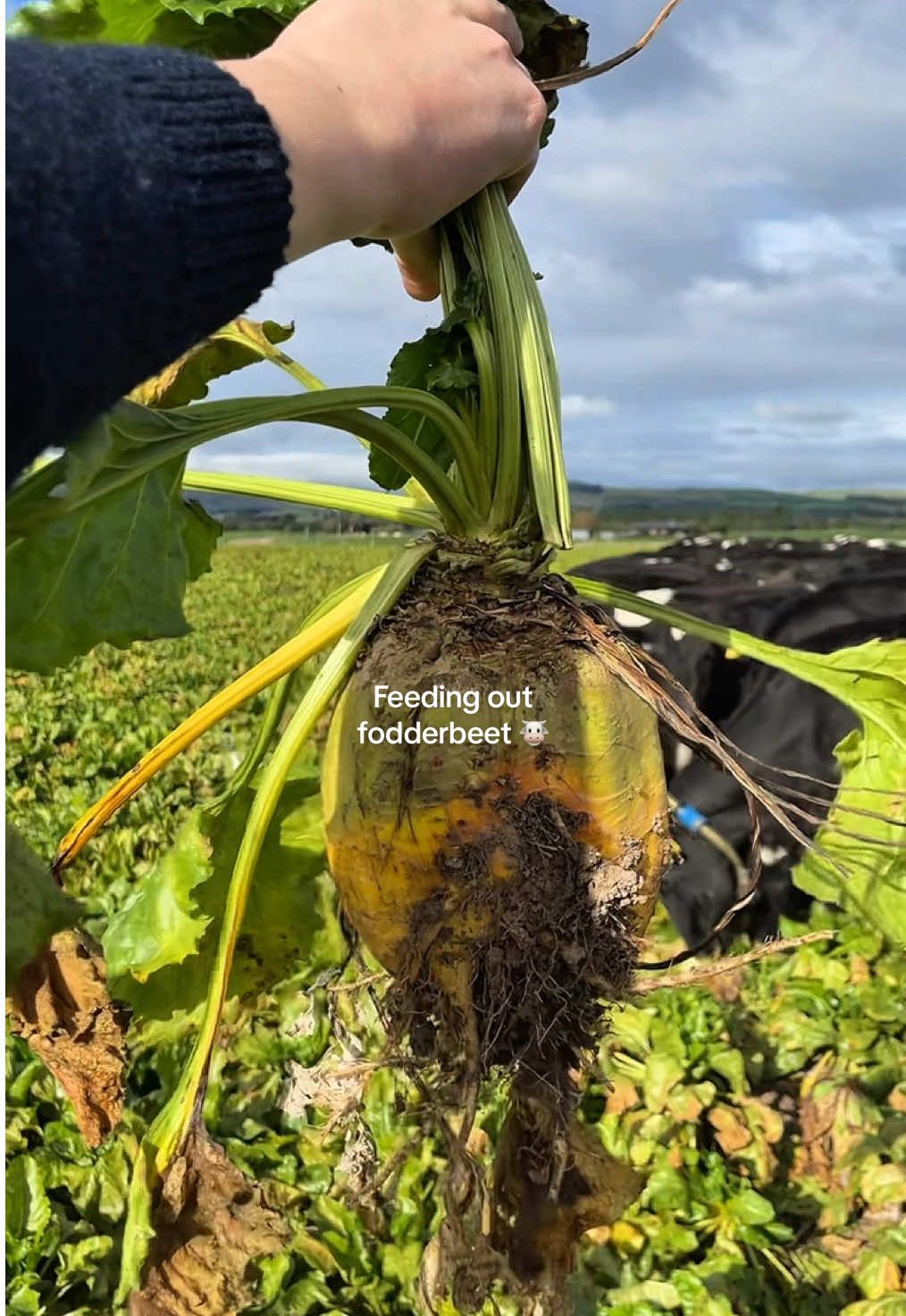 Look at the bulbs on that fodderbeet 👀 #dairyfarm #dairyfarming #nzfarming #newzealand 