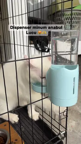 Anabul jadi gak bungkuk😻 #dispenserminuman #tempatminumkucing #kucinglucu #angola #kucingkesayangan #anabulgembul #kucinggemoy 