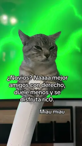 Gatito sabio #cat #catsoftiktok #catlover #pets #PetsOfTikTok #kitty #feline #paws #gato #gatitos #gatos 