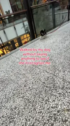 That U-turn 🤣 #fypシ #trending #viral #funnydog 