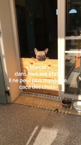 Marcel n’a pas le droit de sortir car il a dépassé son cota d’avoir mangé le caca des chats. Alors il se plaint 🤣🤣🤣#RogeretMarcel #bouledoguefrançais #chien #animauxdecompagnie #pourtoi #puni 