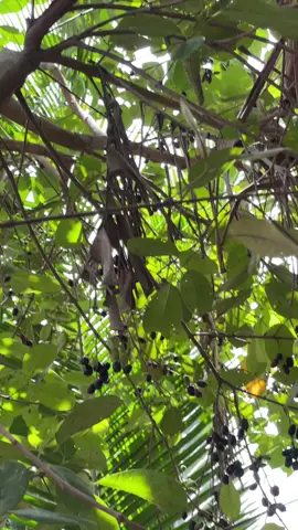 Nói tới cuối cũng chưa biết nó tên gì và vị gì luôn ta ??? Có ai biết ko nè 😜