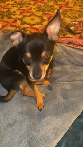 #dog #Chihuahua #doglife #fyp #trending 