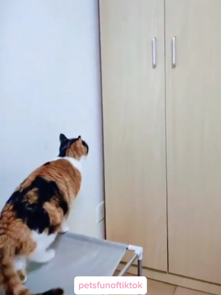 funny fat cat #cat #funnycats #catlovers #cutecat #catsoftiktok 