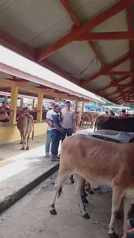 pasar ternak Payakumbuh #sapilimosinsuper #sapisimental #sapikambingqurban #peternakmuda #fyp #fyppppppppppppppppppppppp 