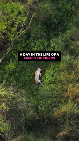 These are the only family vloggers I’m watching Bengal tiger cubs play together, and take a bath in the river, while mum hunts the nearby spotted Chital deer to feed her family. #Asia #DavidAttenborough #Tigers #Nature #Throwback Asia: A continent steeped in beauty and intrigue. From the polar wilderness of Siberia to the coral seas of the Indian Ocean, revealing the breathtaking variety of Asia’s wildest places.