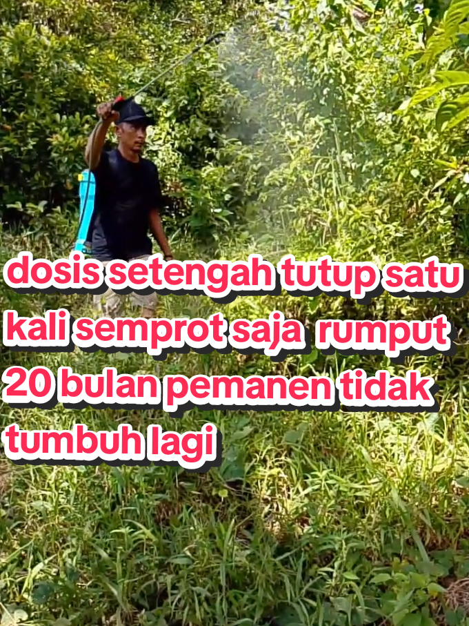 dosis setengah tutup saja satu kali semprot 20 bulan permanen tidak tumbuh lagi rumput gulma dan rumpun bambu pohon besar pun hancur #RUMPUTILALANG  #rumputpakis  #RUMPUTPECUTKUDA  #RUMPUTMERMBAT  #RUMPUTMERMBAT  #rumputlulangan  #RUMPUNBAMBU  #pohonhancur  #HERBISIDAJIPOSSANGATHEBAT 