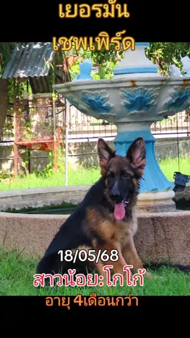 #สุนัขK9 #อัลเซเชี่ยน #เยอรมันเชพเพิร์ด #ลูกพ่อพันธุ์นอกนำเข้า #ขายลูกสุนัข #ฟาร์มสุนัข #เปิดค่าการมองเห็นเยอะๆ  #เทรนด์วันนี้  #ร้อยเอ็ด 