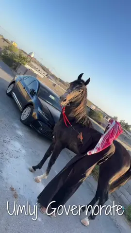 برق#خيول_عربية_اصيلة #املج 