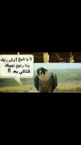 ما تبي كنتاكي بعد؟ #ماتبي_كنتاكي_بعد؟ #explore #viral #pov 