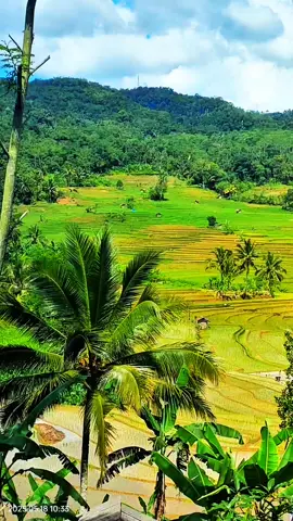 Sawah Hijau woow sejuk pisan Baraya 😍🌿💞#sawah #pemandanganalam #padesaan #🌾🌾🌾 #cintaalam💕 #sunda #wow #beutiful #palemburan #popsunda #laguenak #sundapisaneuyyyyy✌️🙏 #doelsumbang #beranda #fyp 