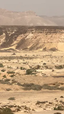 #مغرزين الرخوم##