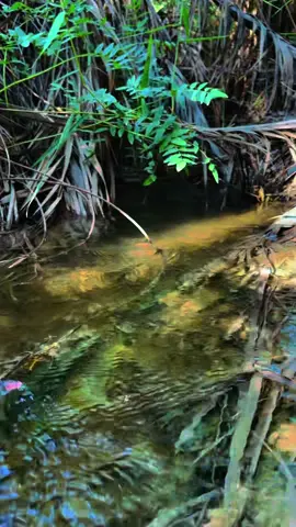 #بساتين بدره#طبيعه_خلابه #واسط_كوت #بدره #جيل طيبين#العراق_السعوديه_الاردن_الخليج #لايك_متابعه_اكسبلور #البصره_شط_العرب 