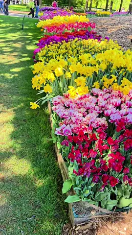 أجمل حديقة في أوروبا حديقة كيوكنهوف هولندا 🌷🇳🇱#السياحة #اوروبا #السفر 