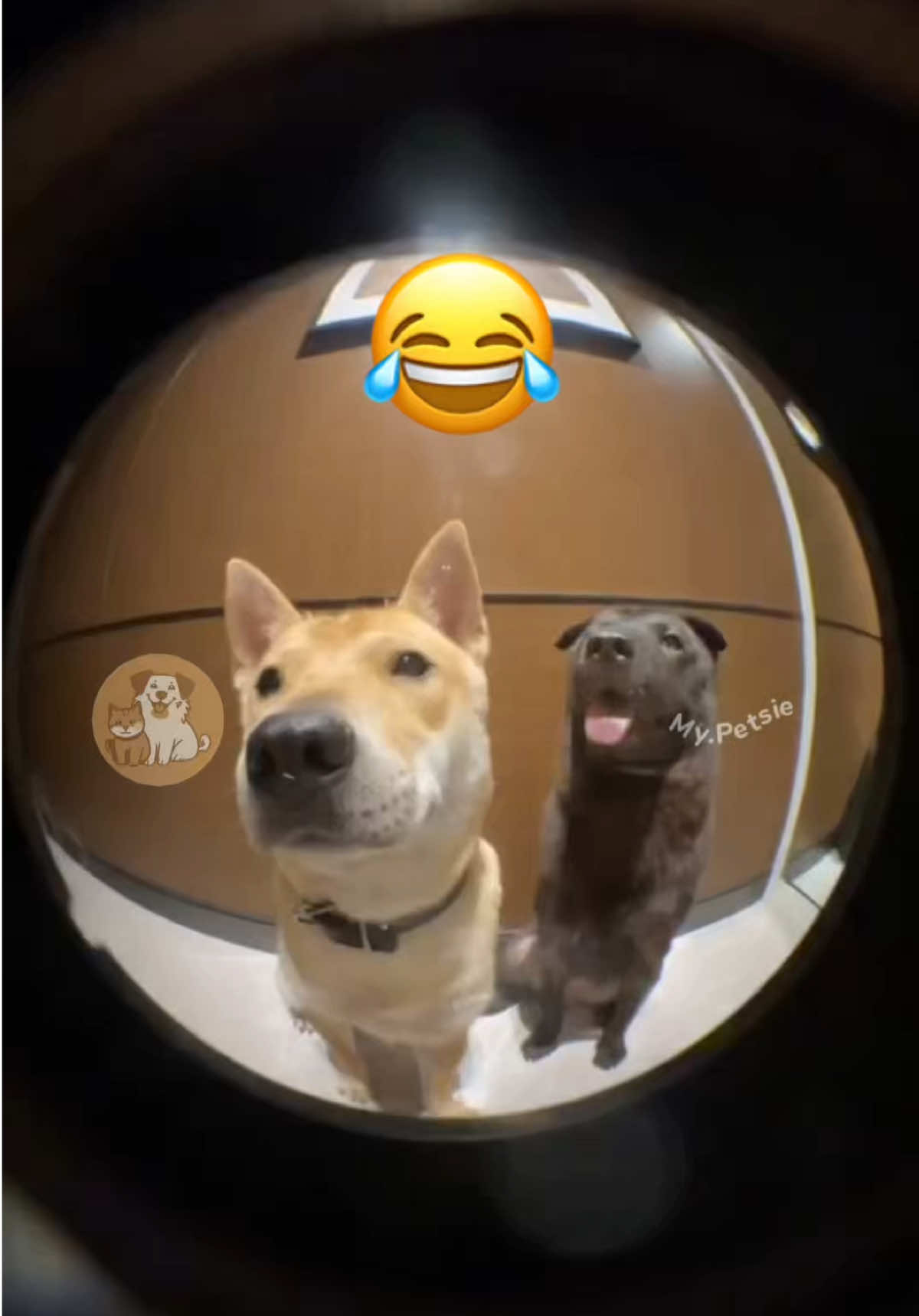 @My Petsie @My Petsie @Adam.elea1 @Adam.elea1 @My Petsie Store @🐾Petsy Paws 🐾  Hilarious Nosy Dogs Stalking “Glamorous” Dressed-Up Pups! #MyPetsie  ___________________________________________  Explore the Link in Our Bio for More Best Pets Toys & Supplies! 🛒🛍️  ___________________________________________    Follow @my.petsie  For More Daily Videos 🔥❤️  ___________________________________________  These funny dogs can’t believe their eyes! Watch as they hilariously stalk and react to other dogs dressed up in stylish outfits, looking like total divas. Their jealousy, curiosity, and side-eye moments will have you laughing out loud! ___________________________________________  Plz Dm for credit & removal 💬 ___________________________________________  Our social Media : 👇(contact on us Instagram    @my.petsie & @my.petsie1 & @mypetsie.store  ___________________________________________  #FunnyDogs #DogsInClothes #JealousDogs #DogFashion #DogMeme #DogComedy #DogCostume #PetHumor #HilariousPets #DogReactions #FunnyAnimals #StylishPups #LOL #Usa #America #UnitedStates #Explore #Memes #FunnyVideos #Viral #Fyp #MyPetsie 