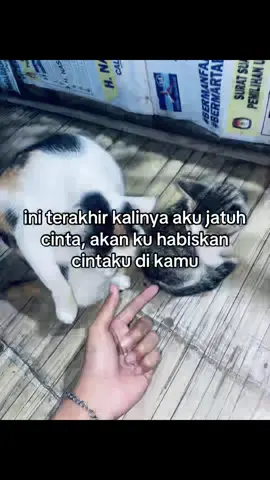 #creatorsearchinsights #bucin_story #fotolive 