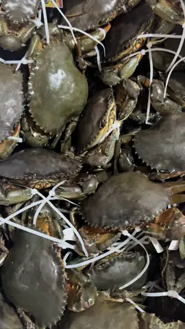 Cua Cà Mau - Năm Căn Dư Thái Bình 