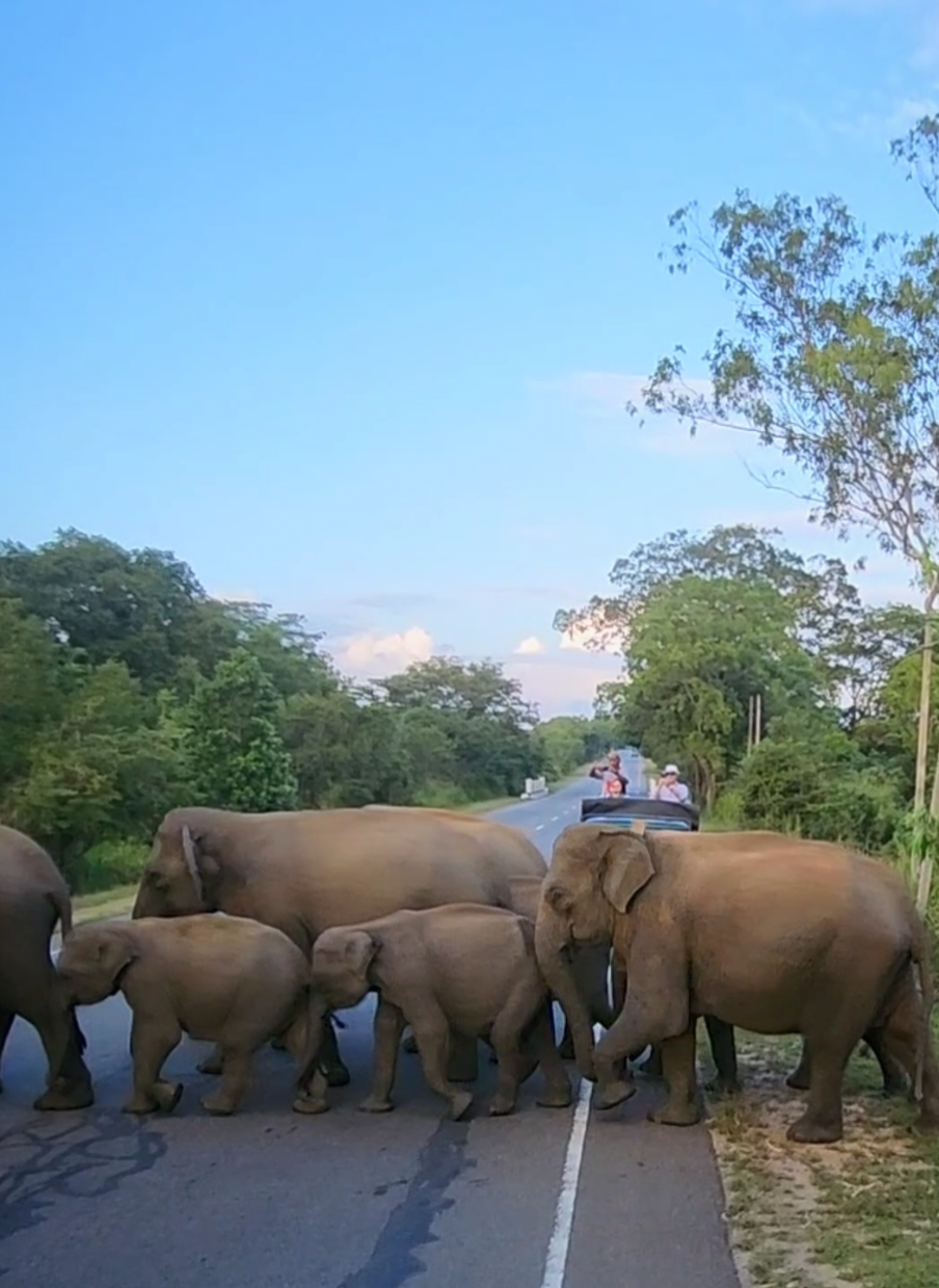 Habarana - Trincomalee Main Road  #elephant #srilanka #wildanimals 
