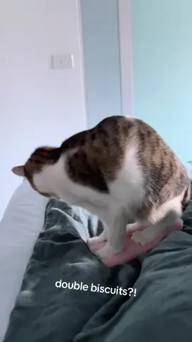 Meowy hard at work 😮‍💨 #kitten #kittensoftiktok #cat #catsoftiktok 