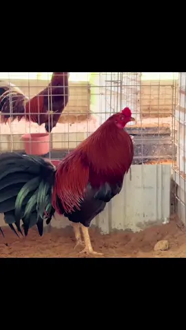 @bao siting #xuhuongtiktok #c2 #baosting #gamynhap 