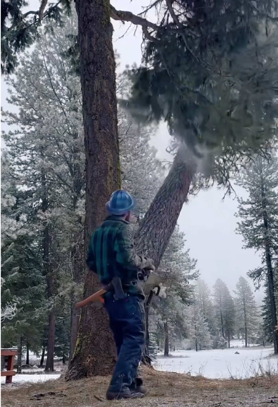 The moment when the giant tree falls #oddlysatisfying #satisfying #giant #asmr  #fyp #teework 