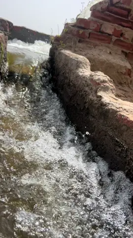 #الريف_المصري_وجمالة🌴🌾🌿 