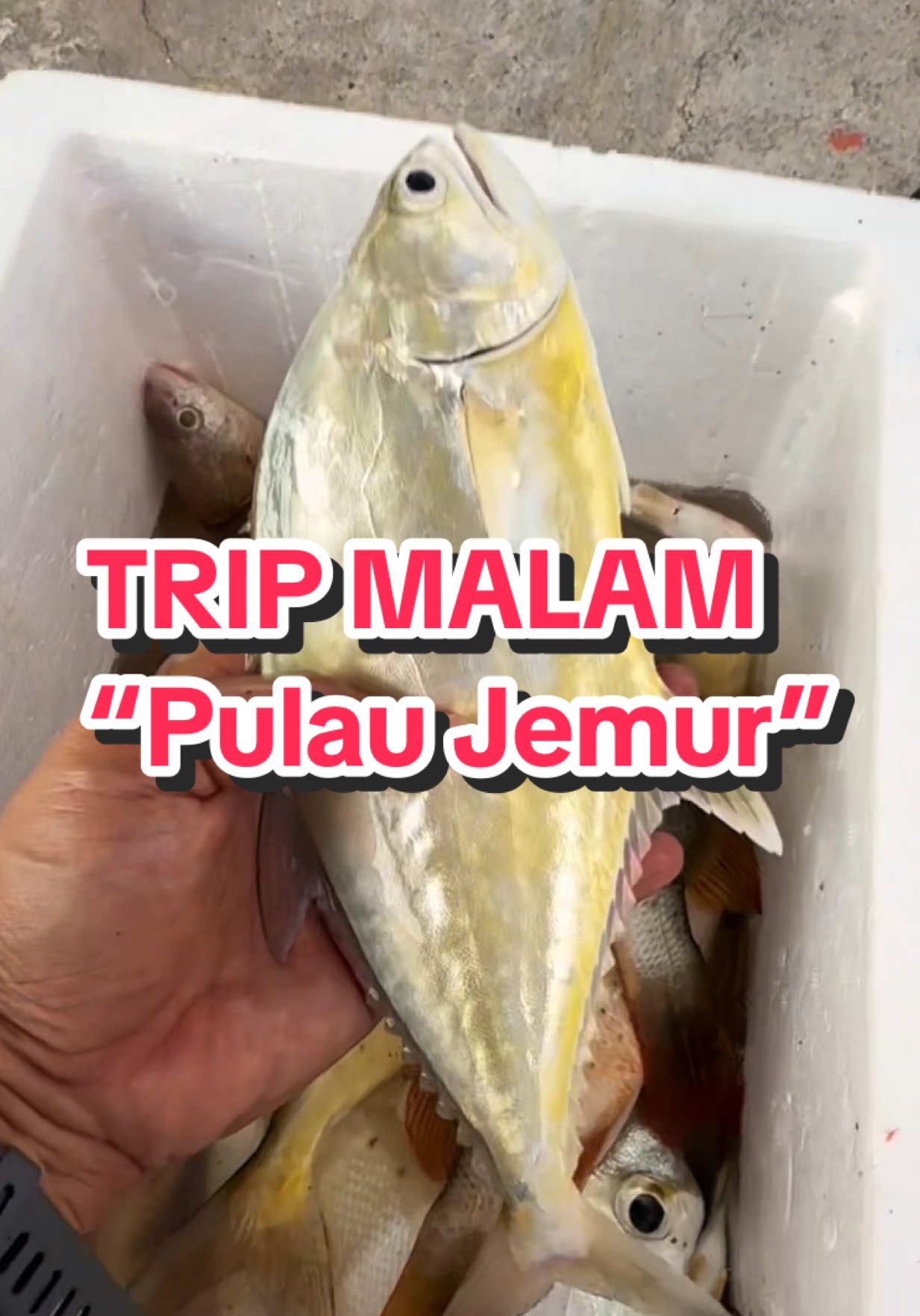 “Monster” tak muncul ,tapi kami tetap puas hati #kakimancing #mancing #pulaujemur #mancingmalam @Khan.Angler @Fizal Othman @Ayad C.M.R. ANGLER 🎣 @KecikCaster 