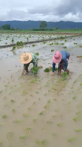 တီနေ့လယ်စိုက်နေပါပီ မိုးစပါးအစပေါ