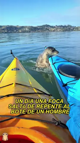 A seal jumped onto a man's boat and refused to leave#animals #Foryou #Friendship #Us#seal 