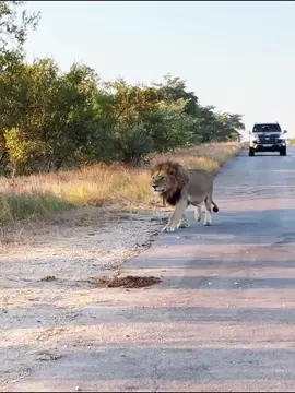 lions and hyenas it's a long story#animalworld #foryoupage❤️❤️ #animallifestyle 