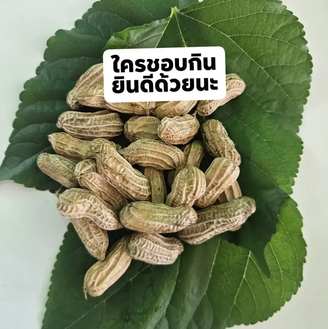 “ถั่วลิสงต้ม” ของกินเล่นที่ไม่ธรรมดา กินเพลินๆ แต่ประโยชน์เพียบ! ใครชอบกินถั่วลิสงต้ม ยกมือ! ไม่ว่าจะกินตอนดูทีวี หรือซื้อตอนรถติดไฟแดง รู้มั้ยว่าถั่วต้มเนี่ย…ไม่ได้เป็นแค่ของว่าง แต่คือของดีที่ซ่อนประโยชน์ไว้เพียบ วันนี้ขอมาเล่าให้ฟังว่า “ถั่วลิสงต้ม” ถ้ากินถูกวิธี มีดีต่อสุขภาพยังไงบ้าง 1. ช่วยลดคอเลสเตอรอล ไขมันดีในถั่วช่วยดันไขมันเลวออกจากร่างกาย 2. บำรุงหัวใจ มีกรดไขมันไม่อิ่มตัว ช่วยให้หัวใจแข็งแรง 3. ควบคุมน้ำตาลในเลือด แถมค่าดัชนีน้ำตาลต่ำ เหมาะกับผู้เป็นเบาหวาน 4. ช่วยให้อิ่มนาน ไม่หิวจุกจิก เหมาะกับคนคุมอาหารหรือกำลังลดน้ำหนัก 5. เสริมโปรตีนจากธรรมชาติ สายมังฯ หรือคนไม่กินเนื้อสัตว์ต้องมีติดบ้าน 6. ช่วยบำรุงสมอง มีวิตามินบี และไนอะซินที่ช่วยเรื่องความจำ 7. ต้านอนุมูลอิสระ ในถั่วมีสารเรสเวอราทรอล ช่วยชะลอวัย 8. ช่วยสร้างกล้ามเนื้อ โปรตีนดีๆ ที่ร่างกายนำไปใช้ได้ง่าย 9. ลดความเครียด แมกนีเซียมในถั่วช่วยปรับสมดุลระบบประสาท 10. บำรุงผิวพรรณ ไขมันดีช่วยให้ผิวชุ่มชื้นจากภายใน 11. ช่วยเรื่องการขับถ่าย มีใยอาหารสูง ป้องกันท้องผูก 12. บำรุงกระดูก ฟอสฟอรัสและแมกนีเซียมช่วยให้กระดูกแข็งแรง 13. ช่วยเพิ่มน้ำนมแม่ คนโบราณเชื่อว่ากินถั่วต้มช่วยให้แม่ให้นมมีน้ำนมดีขึ้น 14. ช่วยให้หลับสบาย มีทริปโตเฟนธรรมชาติ ช่วยให้รู้สึกผ่อนคลายก่อนนอน 15. กินง่าย พกง่าย อยู่ท้องทุกสถานการณ์ ไม่ต้องปรุง แค่ต้มแล้วแกะกินก็ได้พลังงานแบบเต็มๆ #ถั่วลิสงต้ม  #สุขภาพดีแบบบ้านๆ