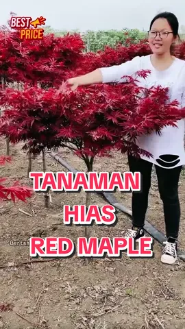 Yang suka tanaman hias merapat sekarang, karena red maple sudah ready #redmaple #tanamanhias #tanaman #benih #fyp #promo #videoviral #wibgajian #cuantanpabatas 