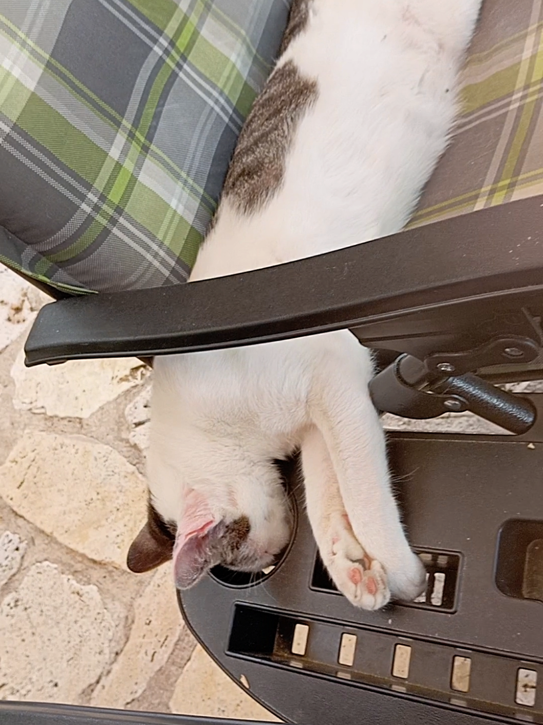 De mayor quiero ser un gato. #gatostiktok  #gatosgraciosos  #viralvideos