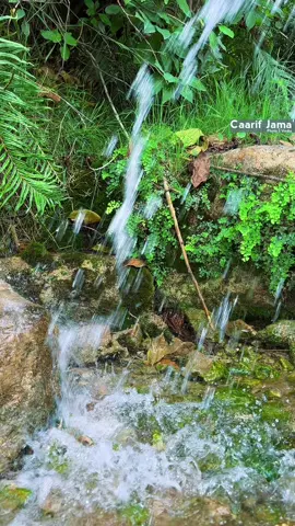 Calmadow:Meel hoy la'aan la gam'o, hub la'aan la diriro oo hanti la'aan la dhergo. #calmadow #Sanaag #somalia #doorasho #somalitiktok #for #football #sport #tiktok #foryou #foryoupage #fyp  #fyp #fypage #somalia #somaaliya #caarif