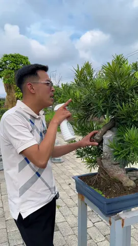 Xịt trị con bọ rệp, cho cây cảnh bonsai. #mêmẩnbonsai #trịrệp #xịtrệpthảomộc 