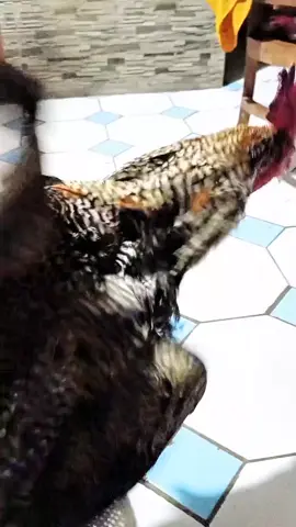 KOKOK MERDU AYAM PELUNG BULU UNIK PUN KOMONDOR #ayampelungindonesia #ayampelungjuara #ayampelungcianjur #ayampelung #pelunggondewa 