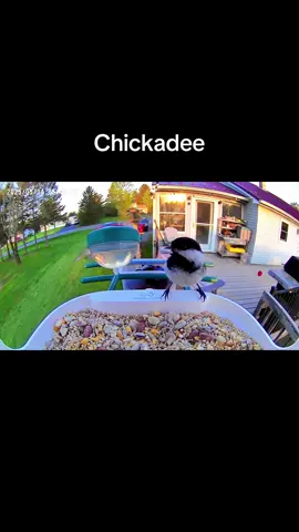 All of the birds who have visited our new feeder camera this past week! 😍 #fyp #foryou #birds #birdsoftiktok #birdfeeder #maine #wosports #spring 