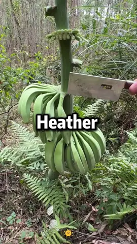 in the morning radio program Brooke and Jubal