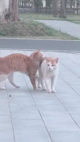 Kucingnya random ini boss #kucing #kucingcore #kucingtiktok #kucingrandom 