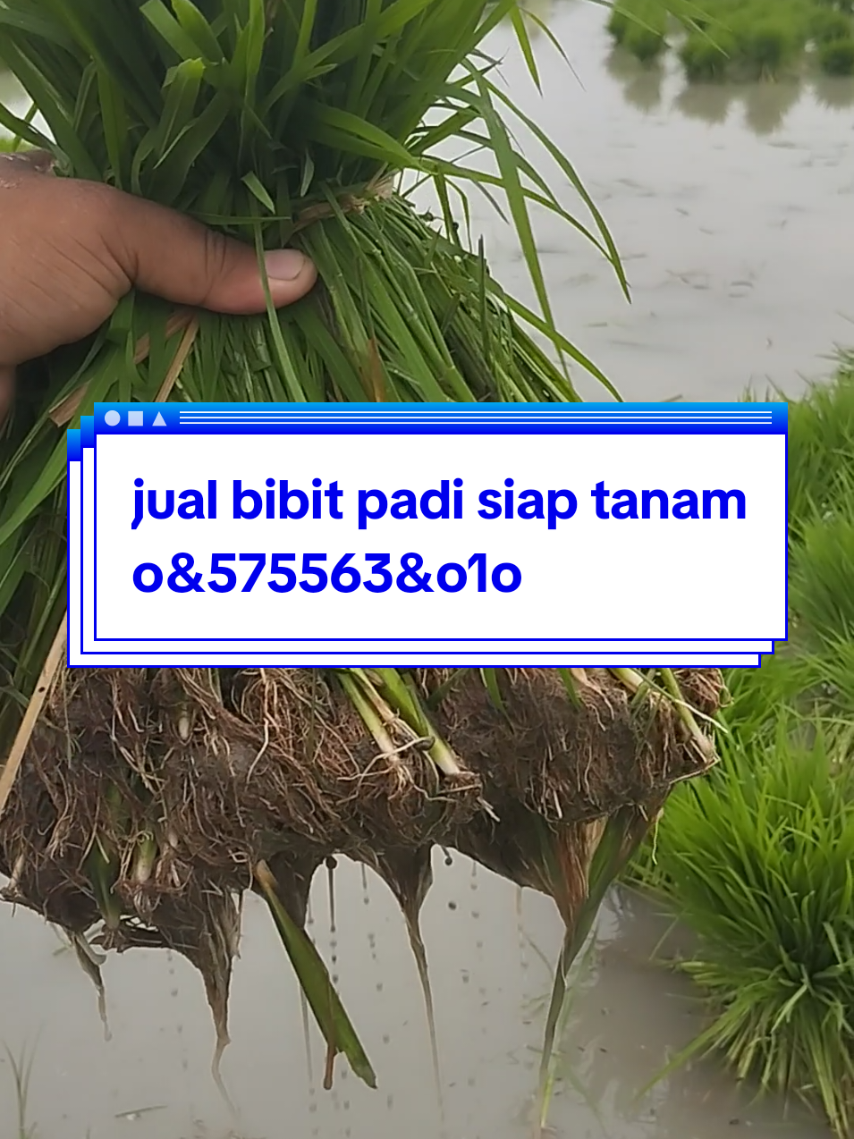 jual bibit padi siap tanam #jualbibitsiaptanam #jualbibitpadi #winehpari #bibitpadi #inpari32 #ciherang #elbamuria #undaankudus #mbahmokhtarwineh 