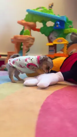 Cute puppy vibes 💗 #puppy #chihuahuapuppy #fy #fyppppppppppppppppppppppp #fypage #horse #horses #horsetok #puppytok #dogtok #Love #beautiful #fypシ゚viral 