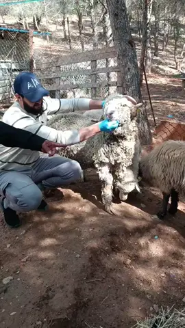 الناس لي شراو كباش رومانيا العلف ممنوع اذا اردت تحنب المشاكل الهضمية يمكنك اعتماد الاعشاب حتى فترة الذبح  #fyp 