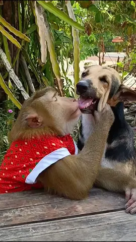 Sweeties Video Of Smart Animals Are Famous
