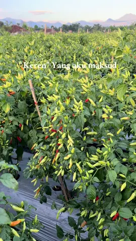 Kebantu sama hasil panen yang optimal😁 Dapet nota di 19k/kg 🥹🥹 Info nota gaiss daerah kalian gmn 😅 #kebuncabe #caberawit #petanimuda #petanimilenial #fyp 