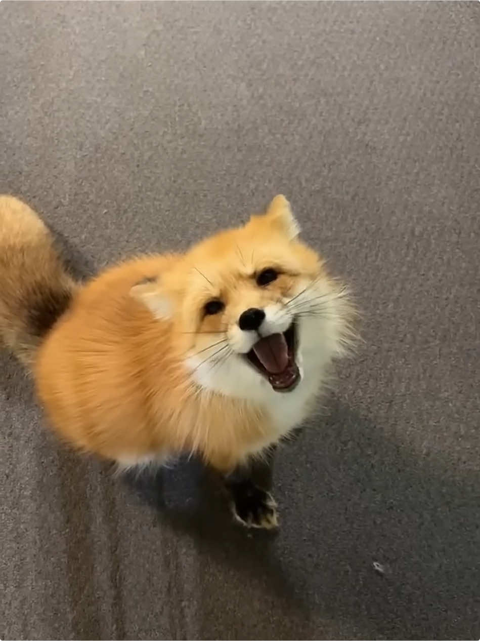 Happy Fox 🦊 #fox #funnyvideo #fyp #foryou 