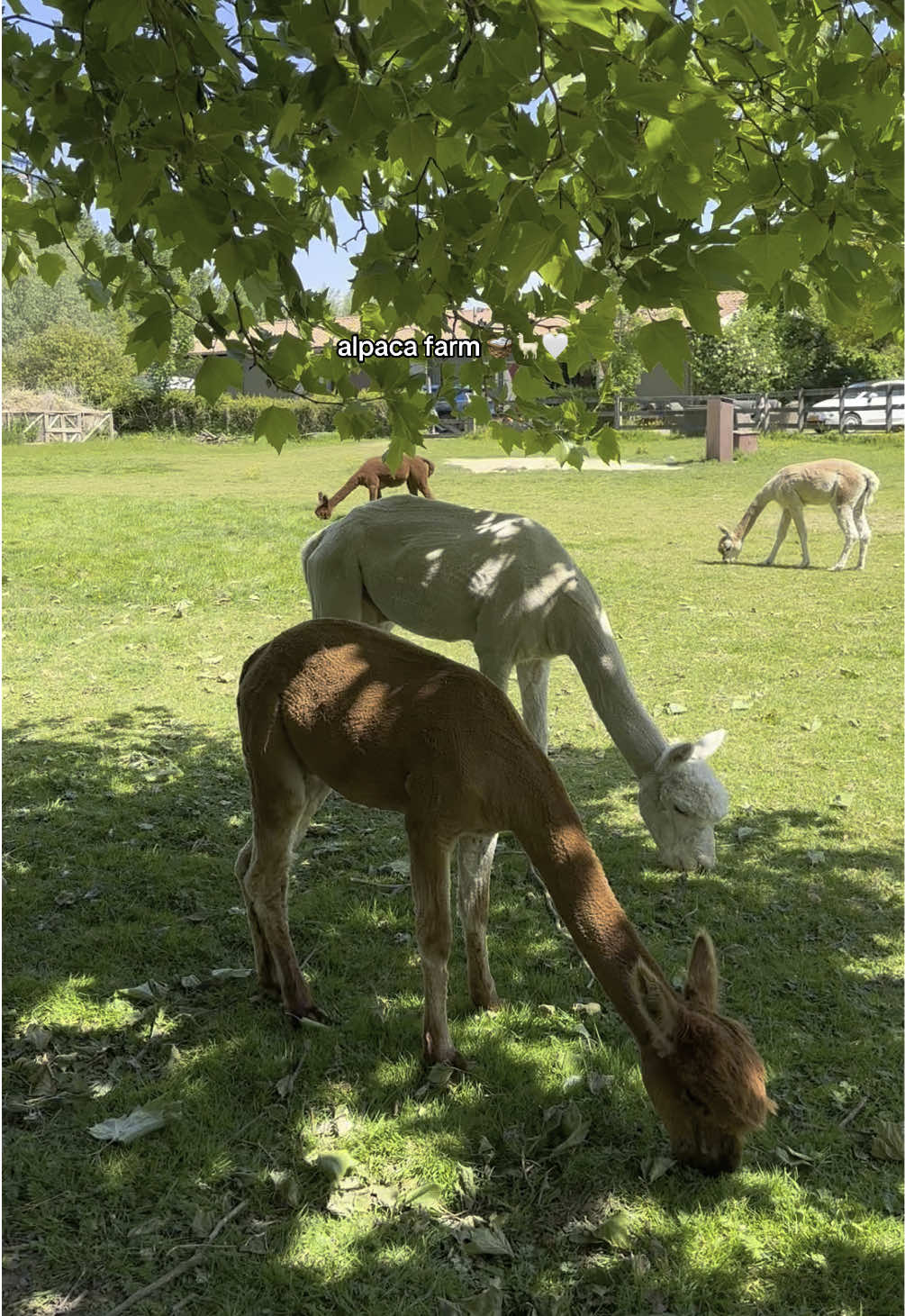 so cute! 🥺💕🧺 #fyp #hightea #alpaca #alpacafarm #picknick #dateideas #funactivity 