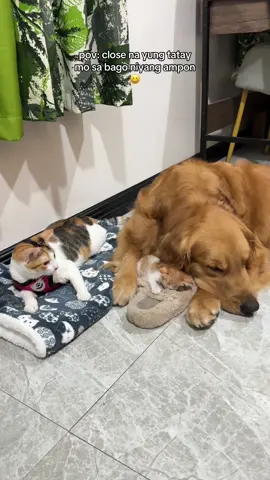 sa sobrang selos niya, ayaw niya pahigain sa kama niya eh HAHAHAHAHAHAHA #trexy #dogsoftiktok #catsoftiktok #fypシ゚ #goldenretriever #shihtzu #puspin
