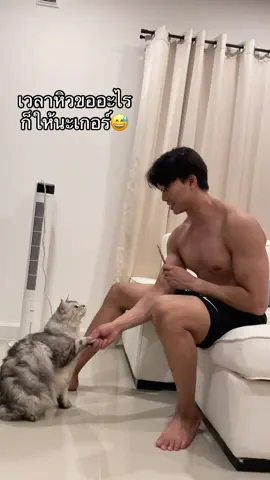 ขอมือเธอหน่อย😅 #แมว #cat