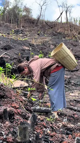 #ຫາຫນໍ່ໄມ້ທຳມະຊາດສົດໆ🎋#ຫາກິນຕາມທຳມະຊາດບ້ານເຮົາ🍃#ຊີວິດບ້ານໆ🍃🌴🌵🏞️ຢູ່ກັບທໍາມະຊາດ🍃#ບັນທຶກຊີວິດບ້ານນອກ#tiktok #ฟีดดดシ #@ນ້ອງຕາ✨❤️ 